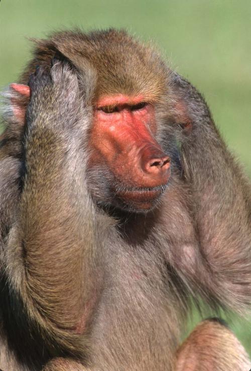 Baboon 2 Hear No Evil